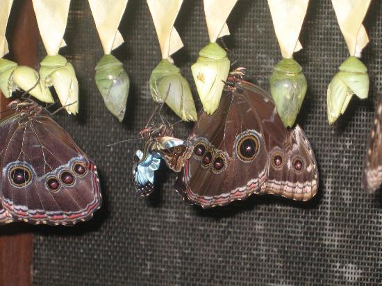 Chaa Creek Natural History Museum